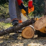 10 Razlogov za izkoreninje drevesa
